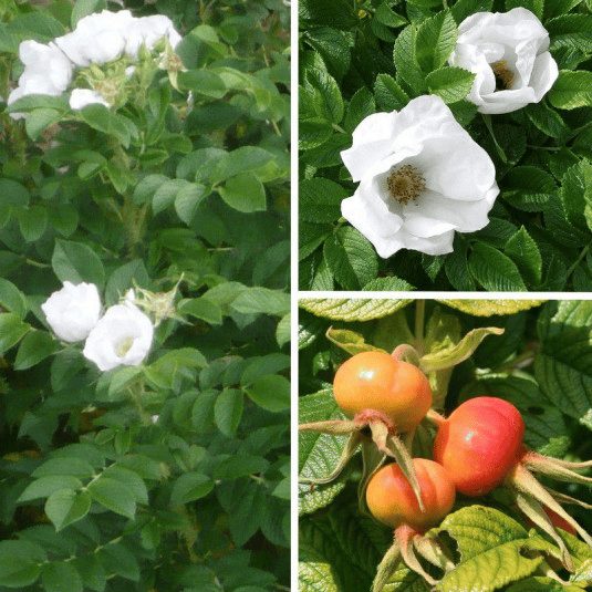 Des images de diffrentes plantes